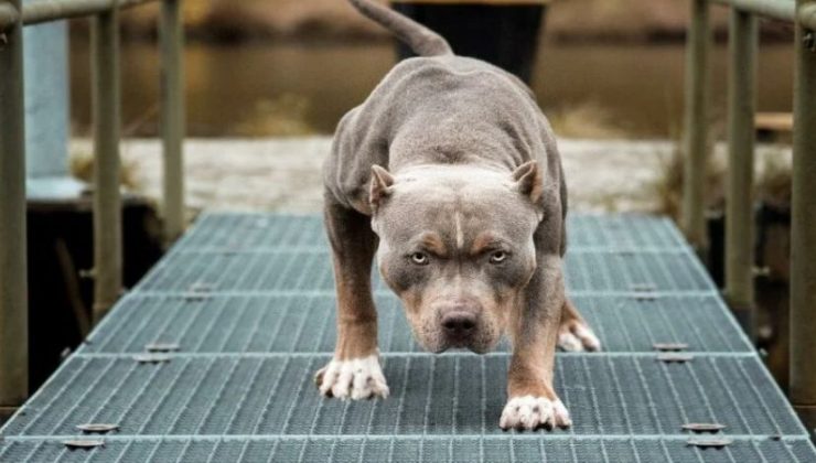 Tehlikeli Köpek Irklarını Ağızlıksız Gezdiren 1964 Kişiye Para Cezası