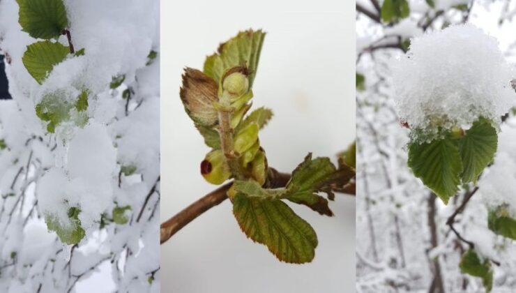 Fındıkta Tarım Sigortasının Son Günü 28 Şubat