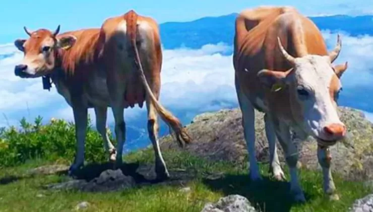 Jandarma, Hırsızlara Göz Açtırmıyor