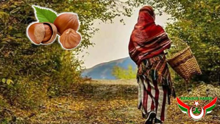 Fındık Hasat Tarihleri Açıklandı