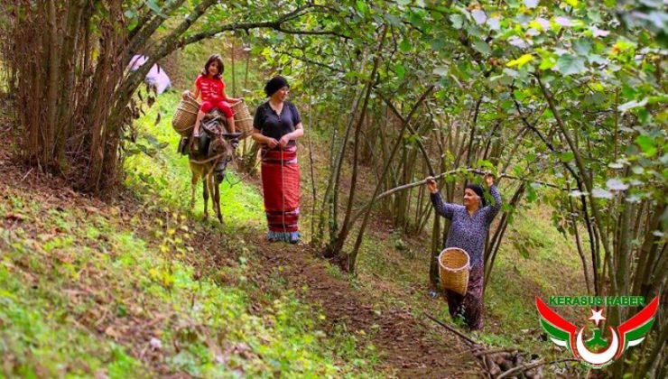 Fındık Hasadında Çalışacak İşçilere Ödenecek Ücretler Belirlendi