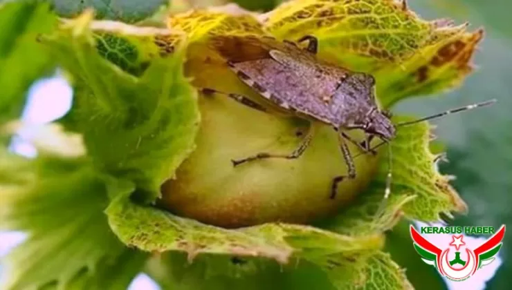 Fındık Hasadında Kahverengi Kokarca Uyarısı