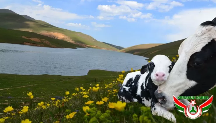 Kırsalda Bereket Hayvancılığa Destek Projesi Başladı
