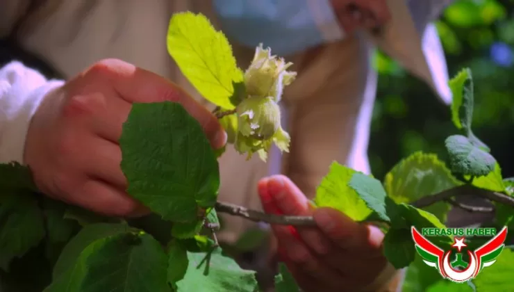 Ferrero Fındık’tan, 2023’te Türkiye Ekonomisine 1,4 Milyar Euro Katkı