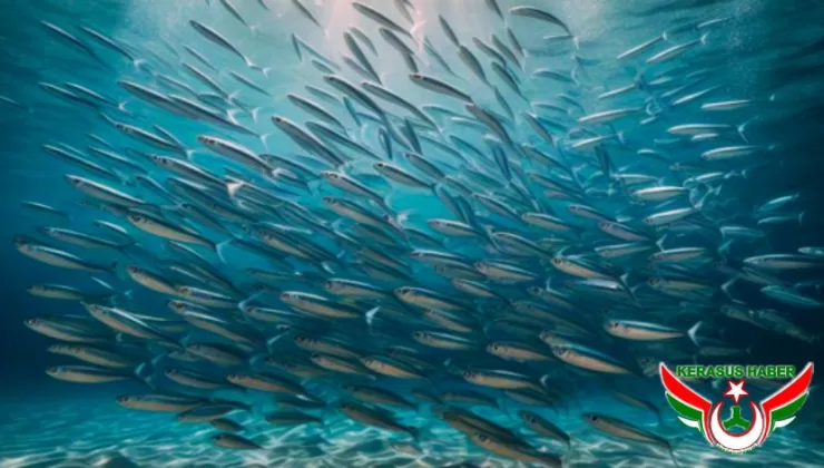 Denizlerde Genel Av Yasakları Bugün Başladı