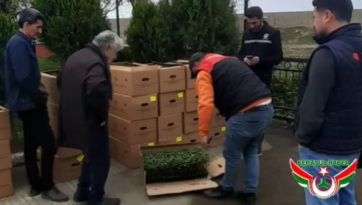 Çiftçilere Domates Fidesi Dağıtıldı