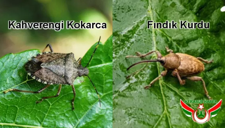 Fındık Kurdu ve Kahverengi Kokarca İle Mücadele Zamanı