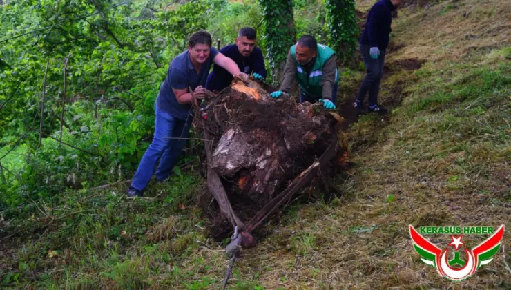 Kale’de Görüntü Kirliliğine Neden Olan Ağaç Kökleri Söküldü