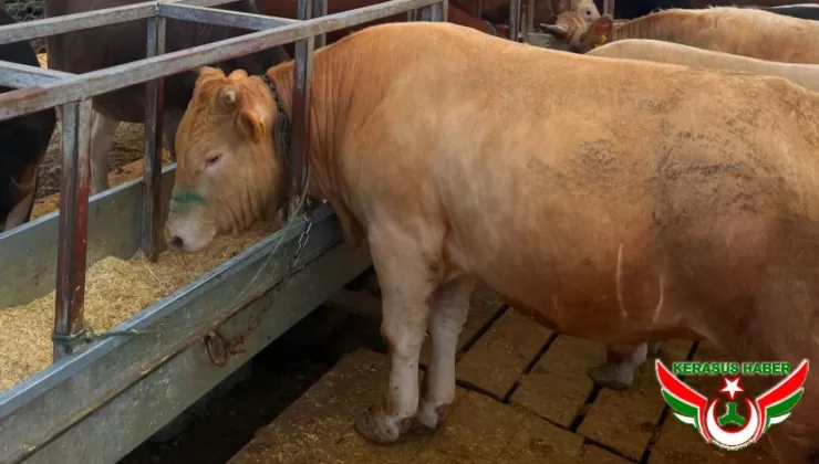 Kayıtlı Hayvan, Sağlıklı Kurban: Kurbanlık Alırken Bunlara Dikkat!