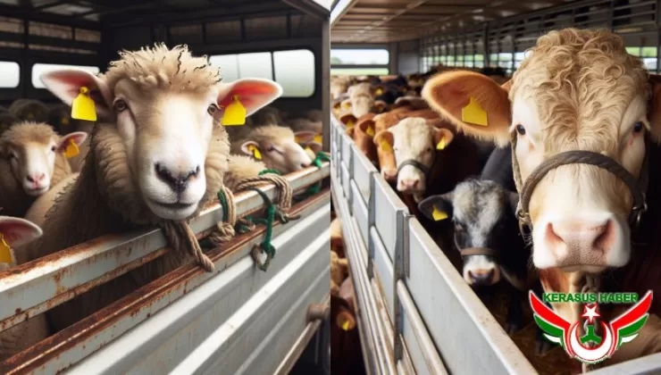 Canlı Hayvan Nakillerine Dikkat!