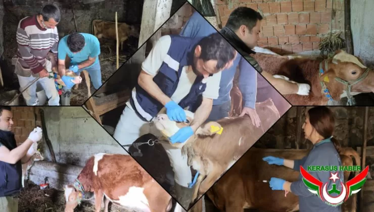Giresun’da İlk 5 Ayda 267 Bin 556 Muhtelif Hayvan Aşılandı