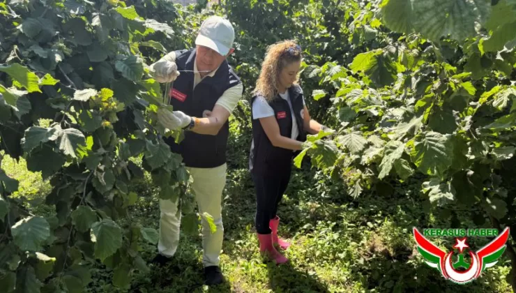 Kahverengi Kokarca İle Mücadele İçin Samuray Arısı