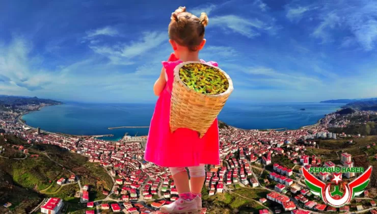 Giresun’da 2025 Yılı Fındık Hasat ve İhraç Tarihleri Belirlendi