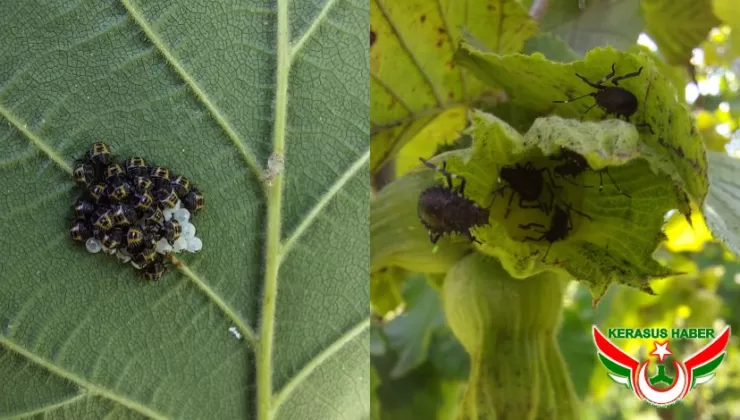 Kahverengi Kokarca İle Mücadele Uyarısı