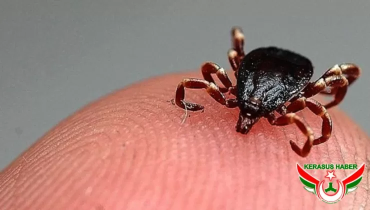Keneler Sadece Isırmıyor, Ölümcül Hastalıklar Bulaştırıyor
