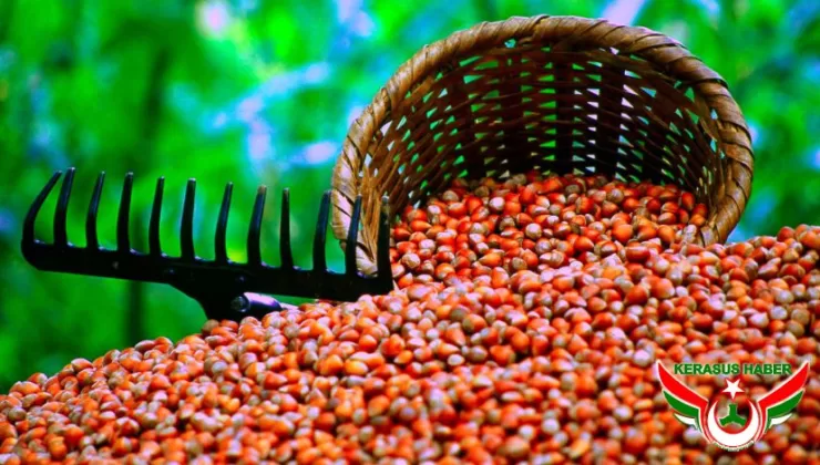 TMO, 2025 Fındık Alım Fiyatlarını Açıkladı