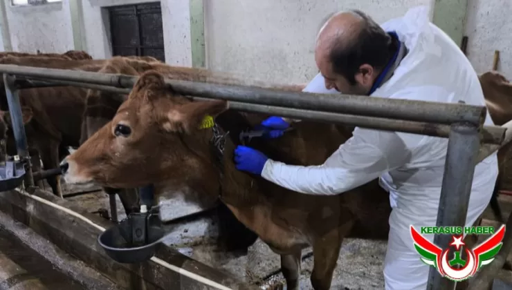 Giresun’da Hastalıktan Ari İşletmelerin Sayısı Artıyor