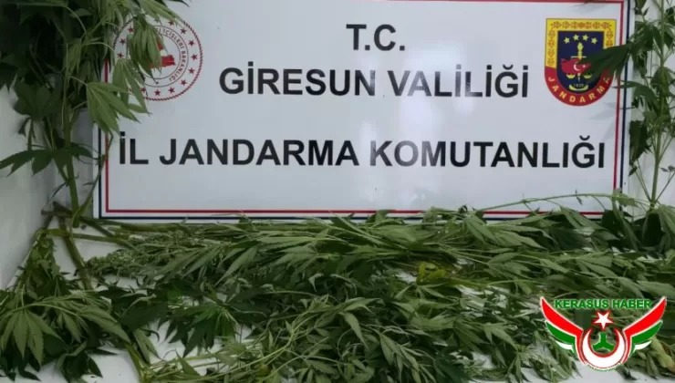 Jandarma’dan; Bulancak’ta Narkotik Operasyonu: 2 Gözaltı