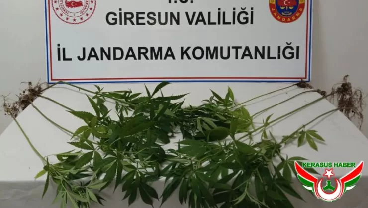Jandarma’dan, Yağlıdere’de Uyuşturucu Operasyonu