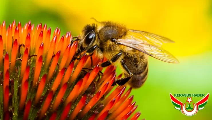 Pestisitler, Arı Nüfusunu da Tehdit Ediyor