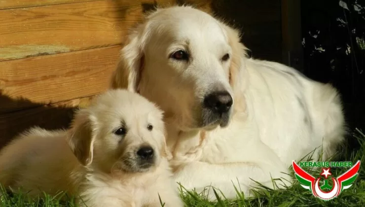 Türkiye’de 6.5 Milyon Sahipsiz Köpek Var