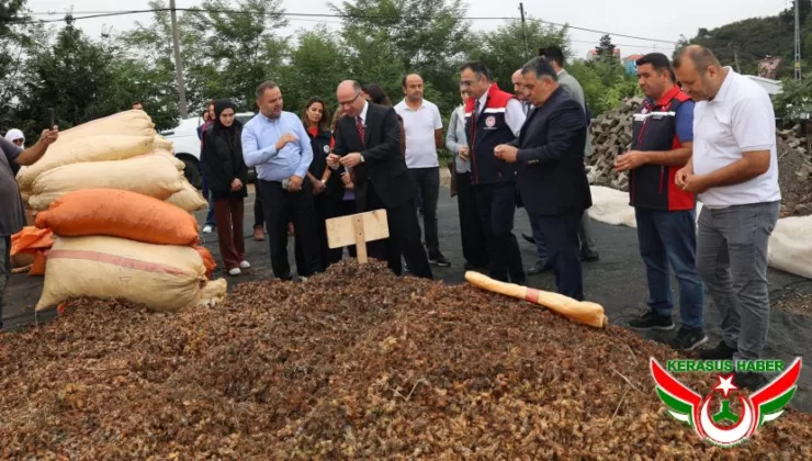 Vali Serdengeçti, ‘Sürdürülebilir Fındık Projesi’ni Yerinde İnceledi