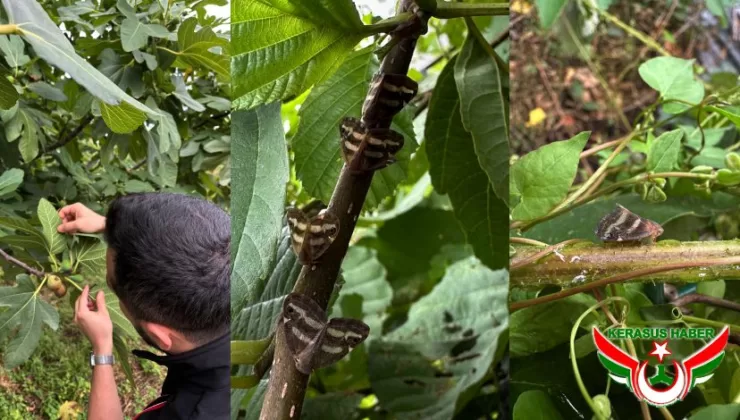 Yalancı Kelebek Zararlısına Karşı Sürvey ve Çiftçi Eğitim Çalışmaları