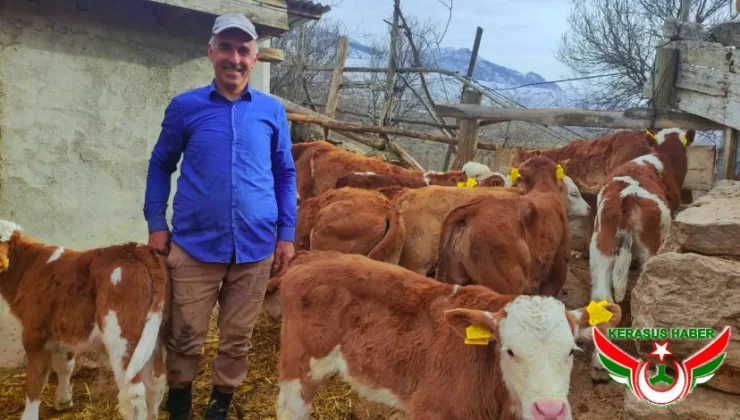 Buzağı / Malak (Büyükbaş) Desteği 1. Dönem Müracaatları Başladı