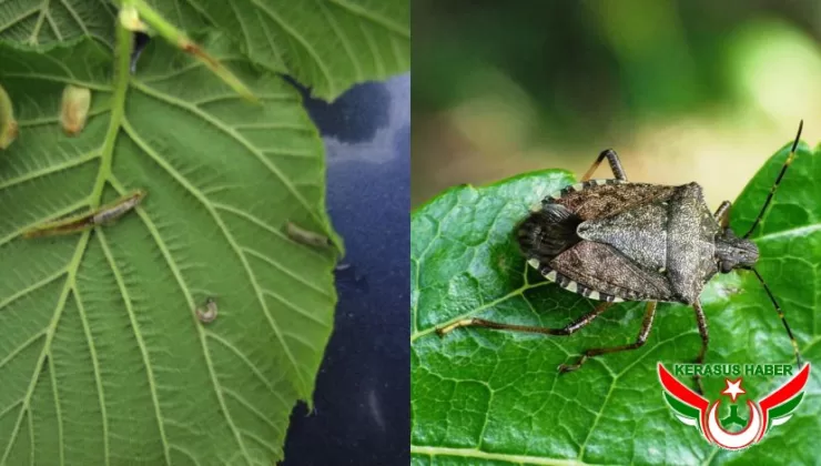 Fındık Filiz Güvesi ve Kahverengi Kokarca Mücadelesi
