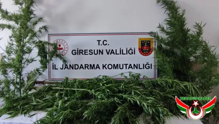 Jandarma’dan; Giresun’da Narkotik Operasyonu: 1 Gözaltı