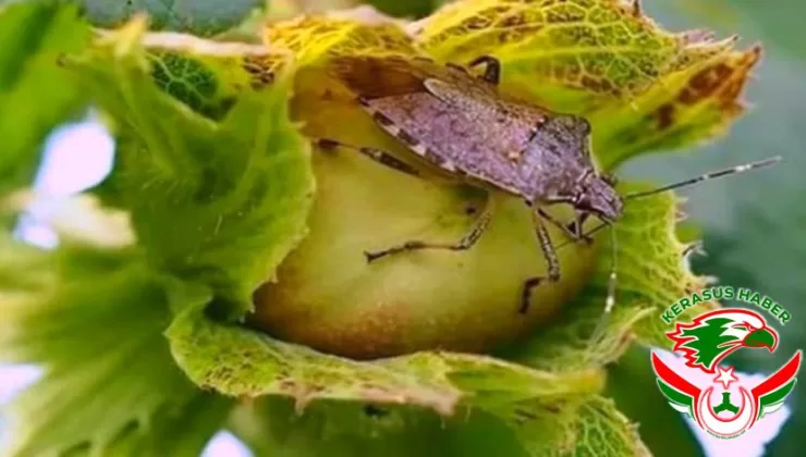 “Kahverengi Kokarca Böceği Sadece Tarımı Değil, Sağlığımızı da Tehdit Ediyor”