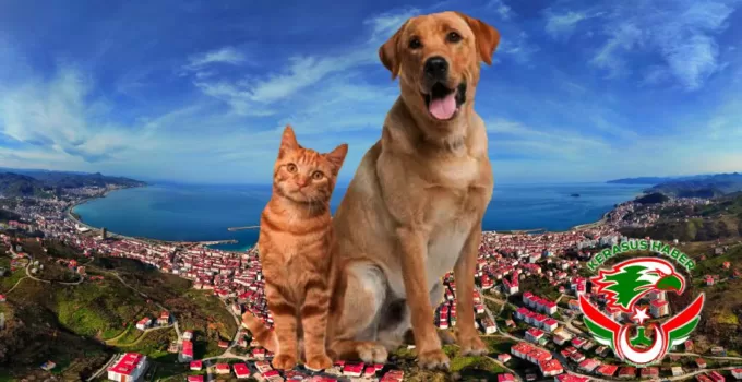 Kış Kapıda! Bir Kap Su, Bir Avuç Mama Hayat Kurtarıyor