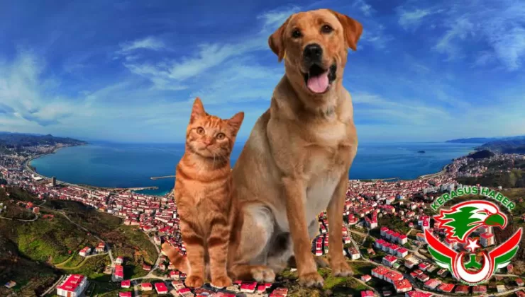 Kış Kapıda! Bir Kap Su, Bir Avuç Mama Hayat Kurtarıyor