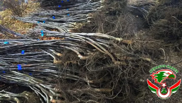 Alucra, Ceviz-Badem Projesi’nin Neden Dışında Kaldı?