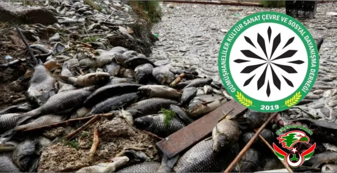 Harşit Çayı’nda Balık Katliamın Üzeri ‘Oksijen’ Yalanıyla Örtülemez!
