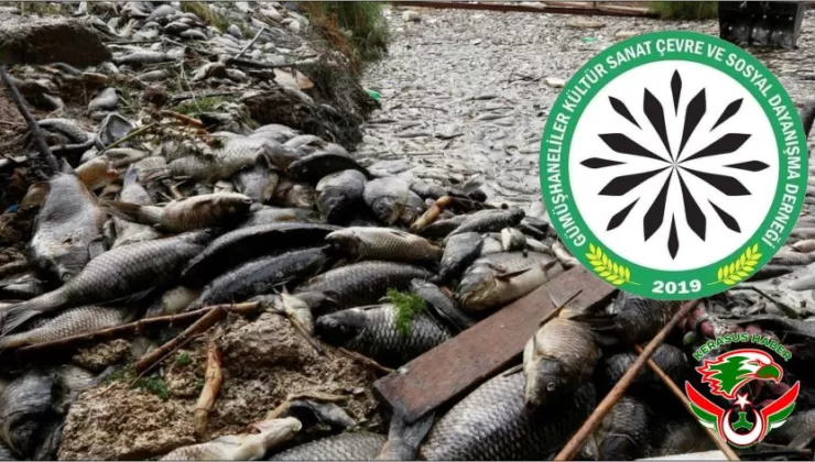 Harşit Çayı’nda Balık Katliamın Üzeri ‘Oksijen’ Yalanıyla Örtülemez!