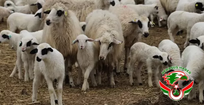 ‘Kırsalda Bereket Küçükbaşa Destek’ Projesi İçin Müracaatlar 1 Nisan’da Başlıyor