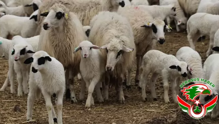 ‘Kırsalda Bereket Küçükbaşa Destek’ Projesi İçin Müracaatlar 1 Nisan’da Başlıyor