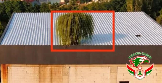 Alucra’nın ‘Yılan Hikayesi’ Ormana Dönüşüyor