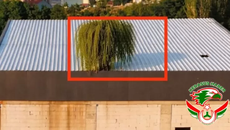 Alucra’nın ‘Yılan Hikayesi’ Ormana Dönüşüyor