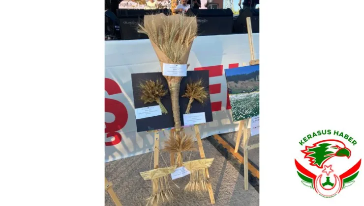 Alucra Ekin ve Kültür Festivali’nde ‘En İyi Ekin’ Yarışması Sona Erdi
