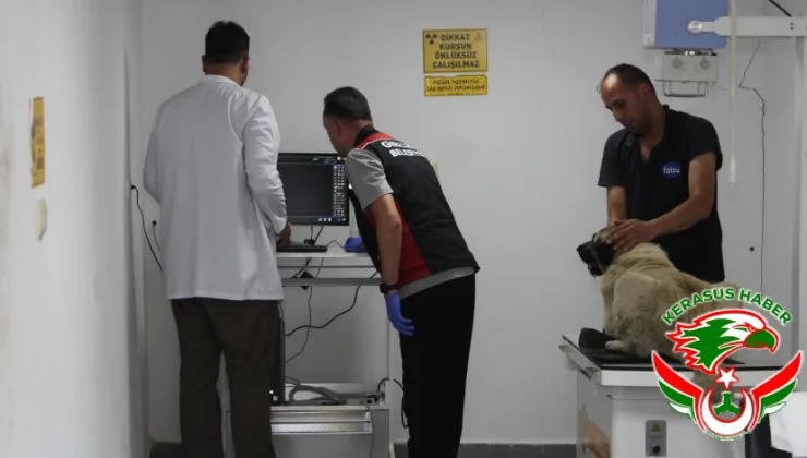 Başkan Köse’nin Talimatıyla Can Dost Emin Ellerde