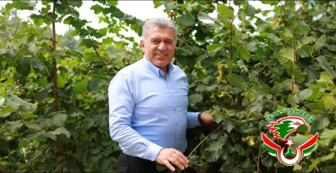 Başkan Sıbıç, Fındık Topladı