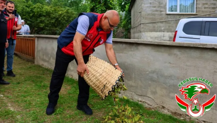 Giresun’da Fındık Hasadına Vali Mustafa Koç da Katıldı