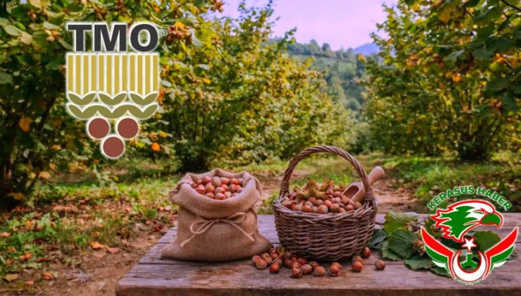TMO Giresun’da Fındık Alımlarına 24 Ağustos’ta Başlıyor