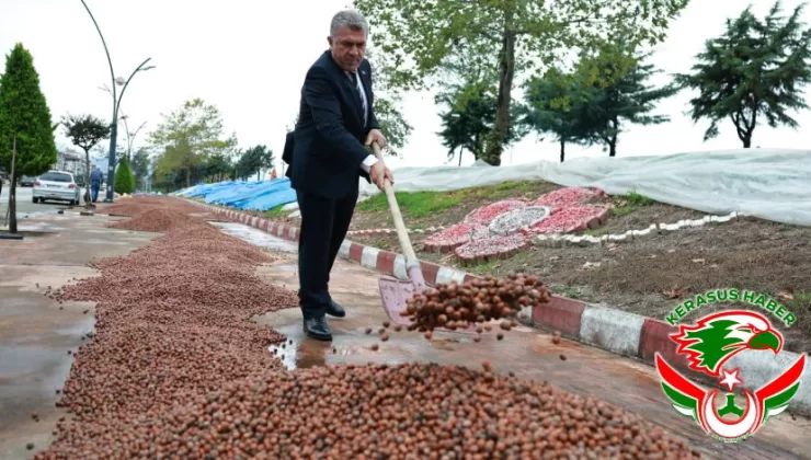 Başkan Sıbıç, Fındık Üreticilerinin Emeğine Sahip Çıkıyor