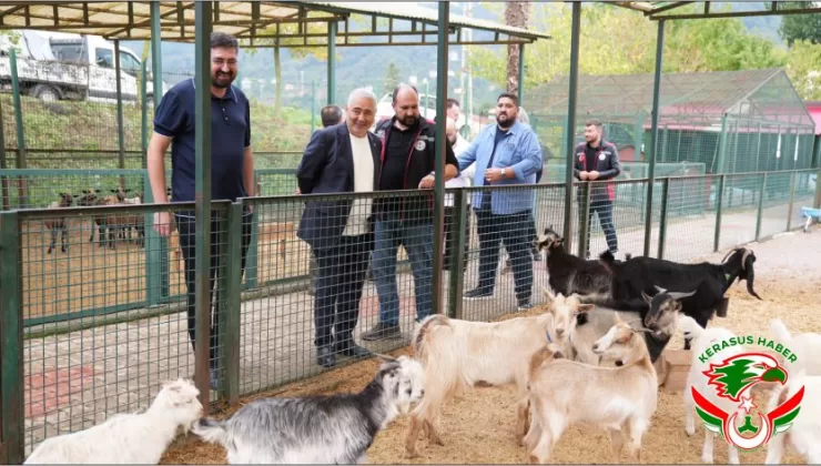 Giresun Belediyesi’nden Can Dostlarımıza Yakın Takip