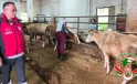 Giresun’da Şap Aşılama Çalışmaları Devam Ediyor