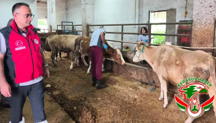Giresun’da Şap Aşılama Çalışmaları Devam Ediyor